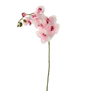 Decoratietakken Orchidee - Wit/Fuchsia - 100cm