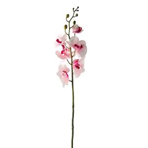 Decoratietakken Orchidee - Wit/Fuchsia - 85cm