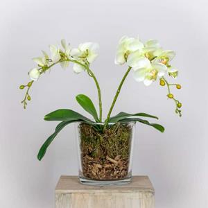 Decoratietakken DIY-Pakket Decoratie Orchidee H 50 cm