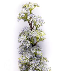 Decoratietakken Seringen bloementak - Paars/wit - 60cm