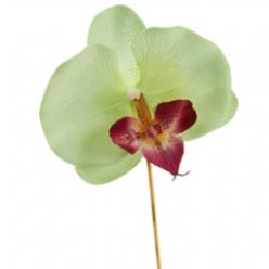 Decoflorall Bijsteker orchidee op stok l. Groen  Bijsteker orchi