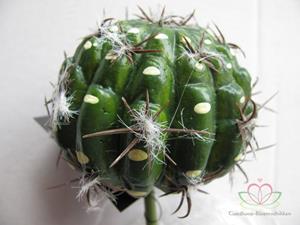 Decoflorall SMALL BALL CACTUS GREEN Zijde- Latex Cactus