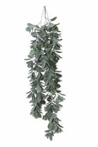 Decoflorall Schefflera hangplant header Super mooi