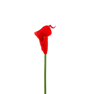 Decoflorall Calla Real Touch ROOD +/- 7 cm. en 33cm lang. / st Calla Real Touch +/- 7 cm.