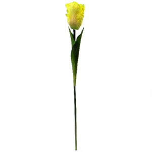 Decoflorall Tulp Parkiettulp Yellow/GEEL / stuks. 56cm. Tulpen