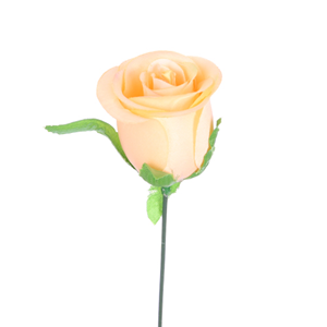 Decoflorall Actie Roos PEACH voor Corsage en Boeket op dr ZIJDE DOOS48 Peach rozen