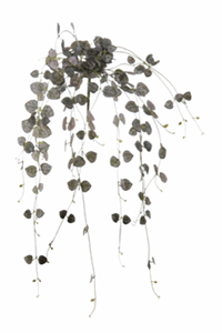 Decoflorall Ceropegia hanger l60cm grijs  Prachtige hanger