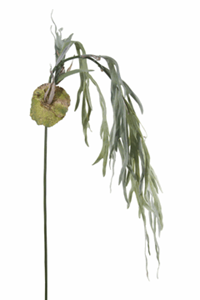 Decoflorall Platycerium l180cm groen  Prachtige hanger