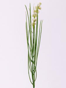Decoflorall Grasbundel WIT bloeiend 50 cm/bundel Zijdebloem  