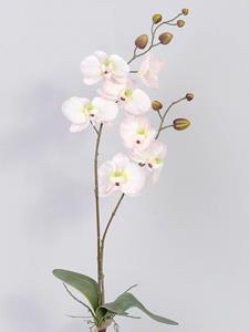Decoflorall Orchidee Phalaenopsis Zachtroze PLANT blad en wortels  Zijdebloem 2tak 7bloemen 75cm