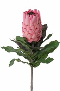 Decoflorall Protea baardsuikerbos 75cm groot, bloem 12cm, Zeer exclusief met geflockte steel
