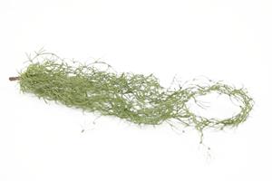 Decoflorall Tillandsia hangplant 75cm  Prachtige hanger