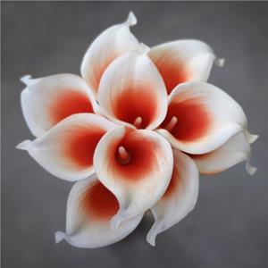 Decoflorall Calla Real Touch Wit Coral center +/- 7 cm. en 37cm lang. / st Calla Real Touch +/- 7 cm.