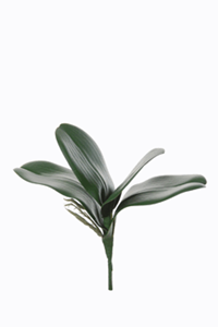 Decoflorall Orchideebladeren en wortel Cymbidium Latex +/-50cm prachtige kwaliteit