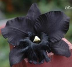 Decoflorall Zwarte Orchidee zijde / bloem Zwarte Orchidee zijde