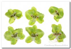 Decoflorall Orchidee hoofd lichtGroen   8. 5 cm. /pak 6 Orchidee hoofd