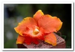Decoflorall Oranje Orchidee zijdebloem kunstbloem, kunstorch Oranje Orchididee