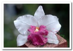 Decoflorall Wit Pink Orchidee zijdebloem kunstbloem Wit Pink Orchid
