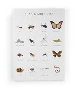 Wanddecoratie Insects |