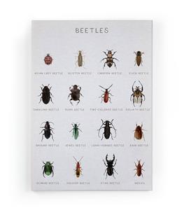 Wanddecoratie Beetles |