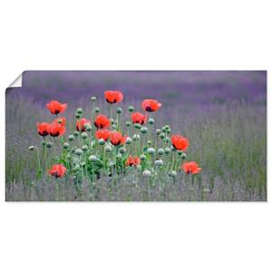 Artland Wandbild "Lavendelfarm in Sequim - Mohnblumen", Blumenwiese, (1 St.), als Leinwandbild, Poster, Wandaufkleber in verschied. Größen