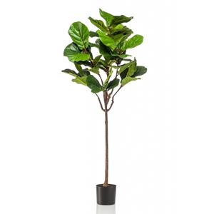 Woonexpress Ficus