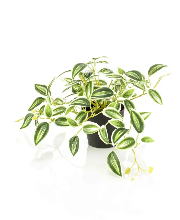 Emerald Kunstplant Tradescantia Groen Wit in pot - 19cm