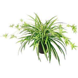 I.GE.A. Kunstpflanze "Wasserlilie"