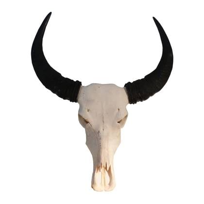 Skull Decoratie Waterbuffel Skull Echt Buffelschedel