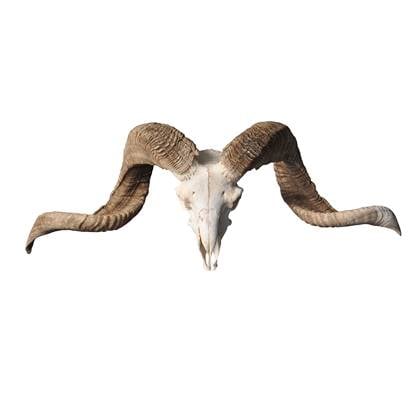 Vtw Living  Ram Schedel Echt - Ramschedel - Skull