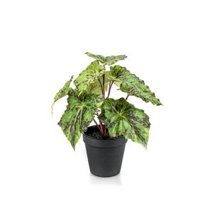 Woonexpress Begonia