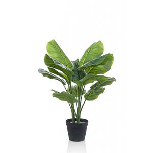 Woonexpress Calathea orbifolia