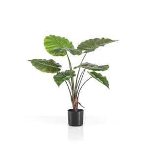 Woonexpress Alocasia