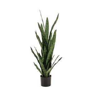 Woonexpress Sansevieria