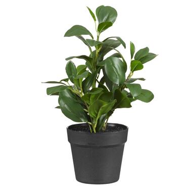 Leen Bakker Kunstplant Peperomia in pot - groen/zwart - 38 cm