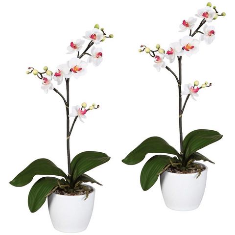 Creativ green Kunstplant Vlinderorchidee in een keramische pot (set, 2 stuks)