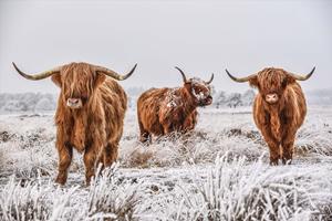 Karo-art Foto Glas Art - 3 Schotse Hooglanders in de witte weilanden , 80x120cm, multi-gekleurd, prachtig voor in de woon en of slaapkamer, inclusief ophang materiaal.