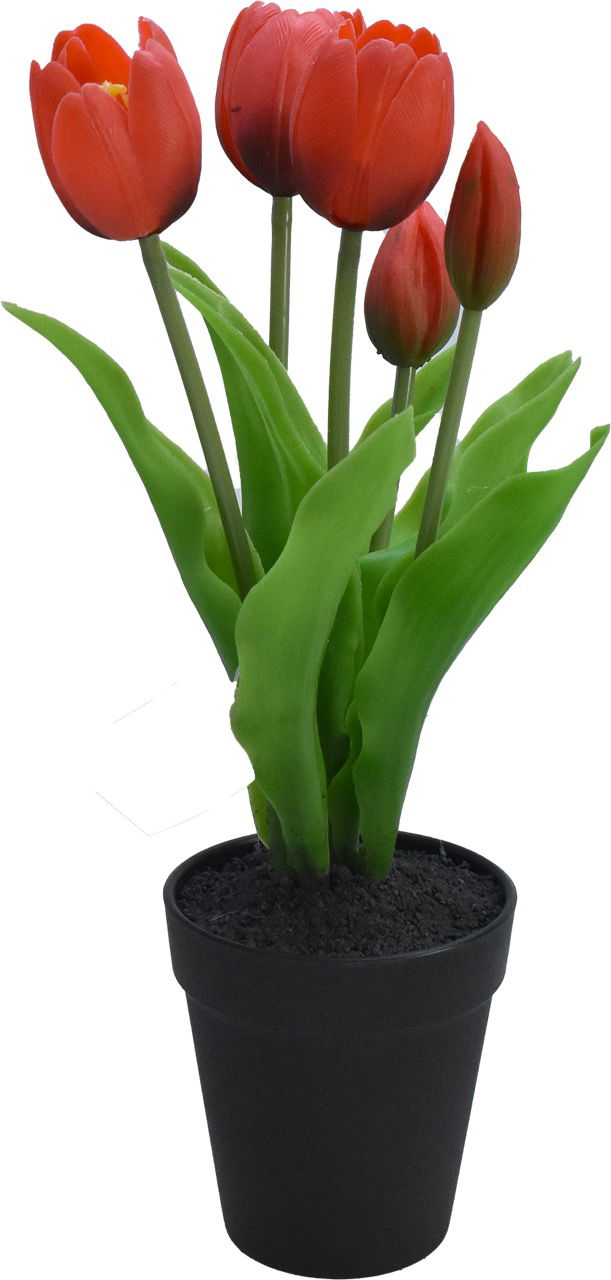 Driesprong collection Tulp in Pot 30,5cm Rood - 