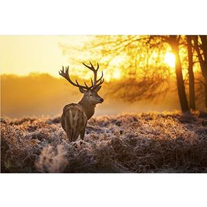 Countrylifestyle Mondiart alu Red deer in morning sun Glans