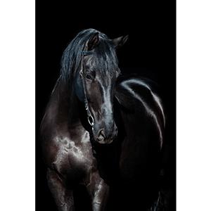 Countrylifestyle MondiArt Alu Paard zwart 1040848