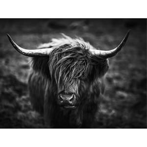 Countrylifestyle Glasschilderij Hooglander zwart wit 333