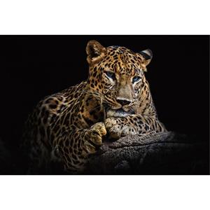 Countrylifestyle Glasschilderij Panter 516