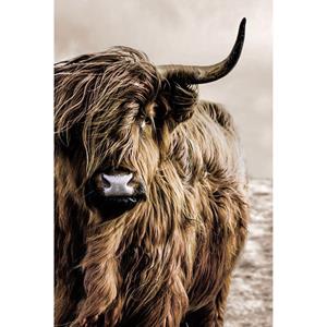 Countrylifestyle Glasschilderij Schotse Hooglander Links