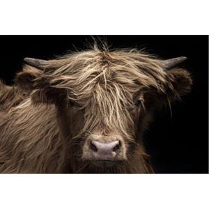 Countrylifestyle Glasschilderij Hooglander 842