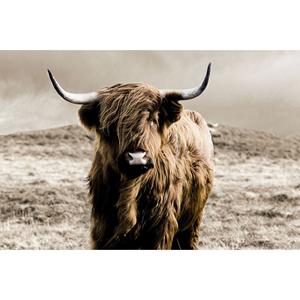 Countrylifestyle Glasschilderij Schotse Hooglander 160x110cm 128