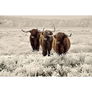 Countrylifestyle Glasschilderij Hooglanders 160