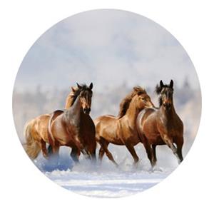 Countrylifestyle Gave Special Paarden glasplaat