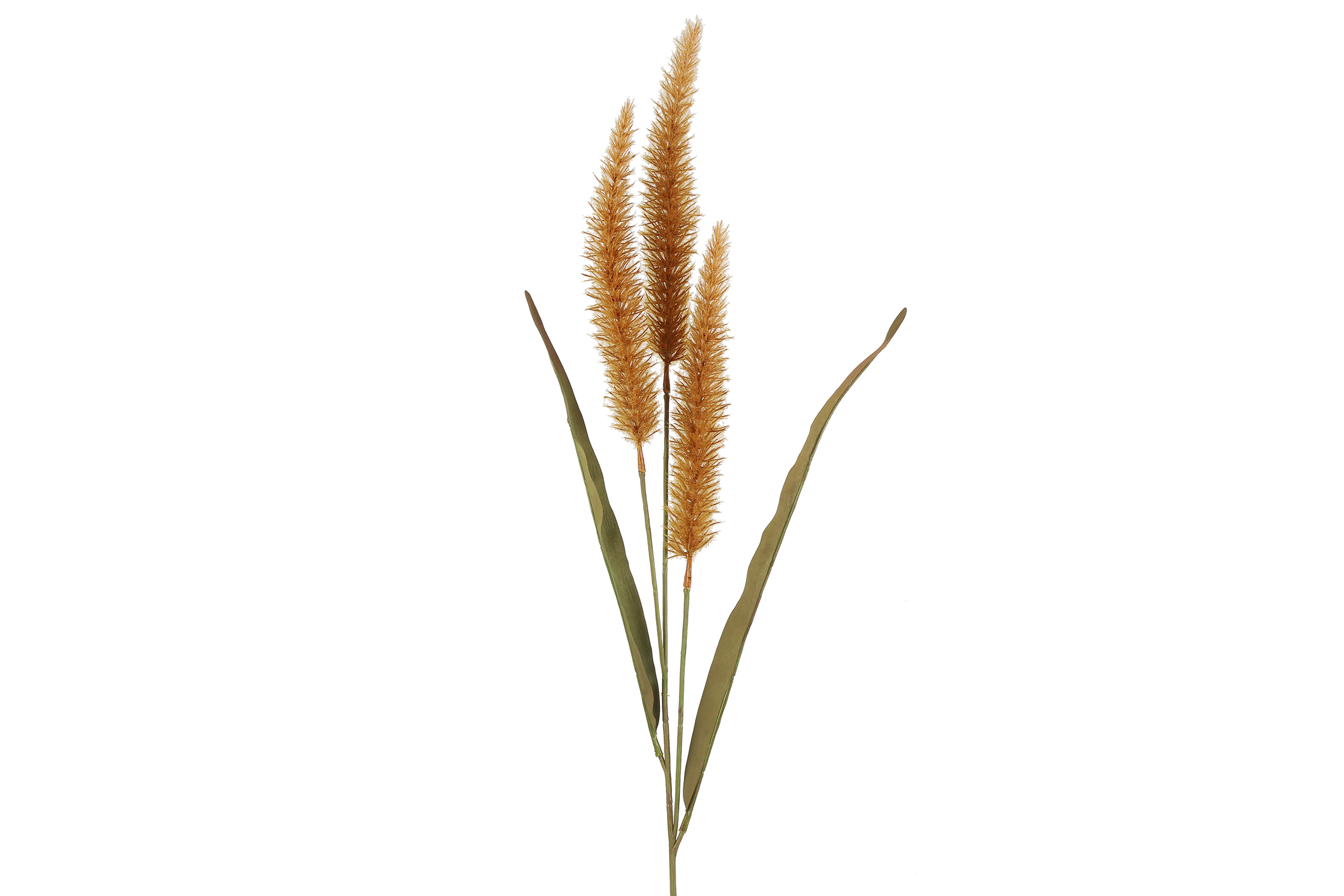 Countryfield Pennisetum oranje - 