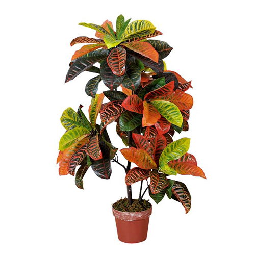 Buitengewoon de boet Codiaeum variegatum 100 cm - 
