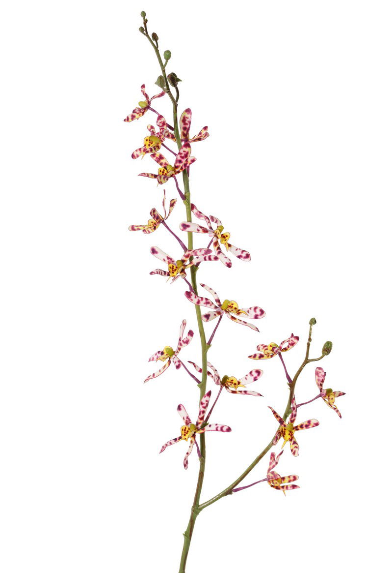 Driesprong collection Cattleya orchidee 82 cm kunstbloem zijde nepbloem I - 